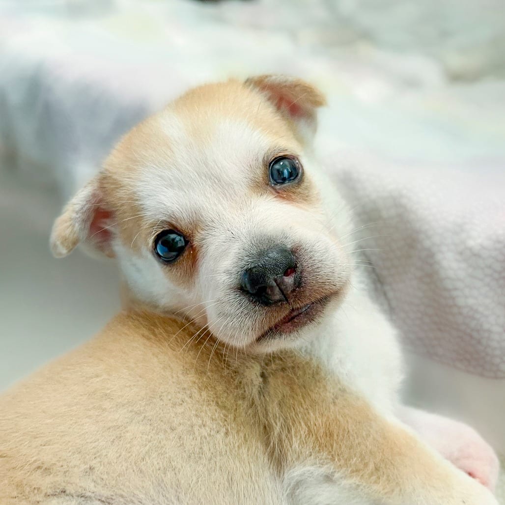 Photo of Moon Bear, adoptable Retriever, Labrador / Mixed Breed (Medium) in Chapel Hill, North Carolina
