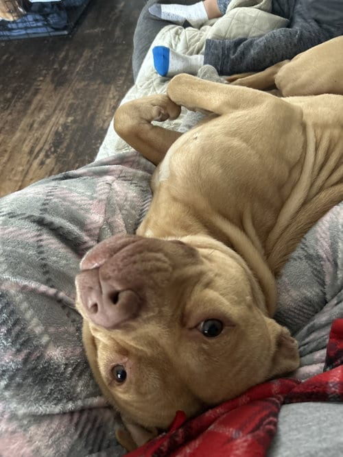 Photo of Spartacus, adoptable Pit Bull Terrier in Columbia, Maryland