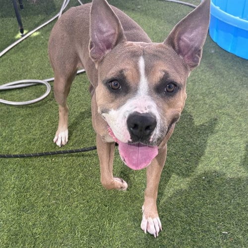Photo of Bella, adoptable American Pit Bull Terrier in Phoenix, Arizona