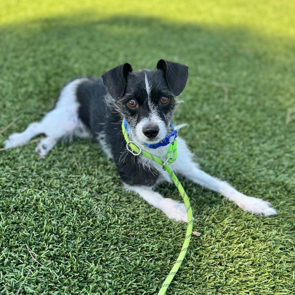Photo of Little Bit - City of Industry Location, adoptable Terrier / Mix