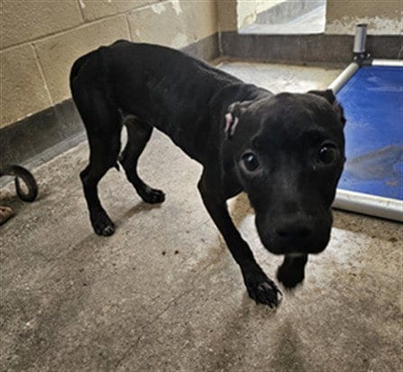 Photo of Hash Brown, adoptable Pit Bull Terrier in Los Angeles, California