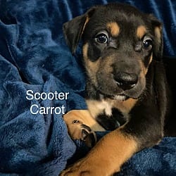Photo of Scooter Carrot, adoptable Plott Hound American Staffordshire Terrier in St. Clair Shores, Michigan