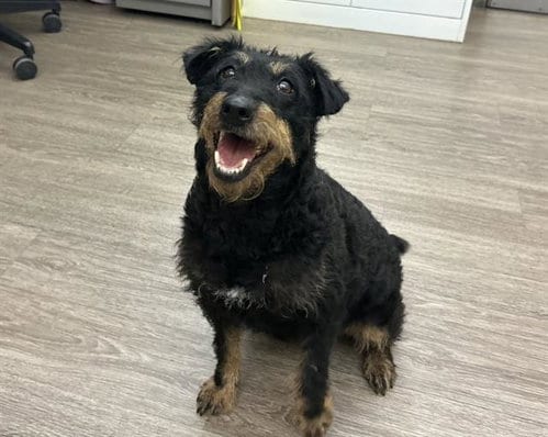 Photo of Javelin, adoptable Terrier in Martinez, California