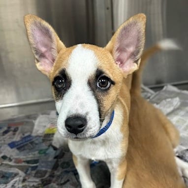 Photo of Bashful, adoptable Mixed Breed (Medium)