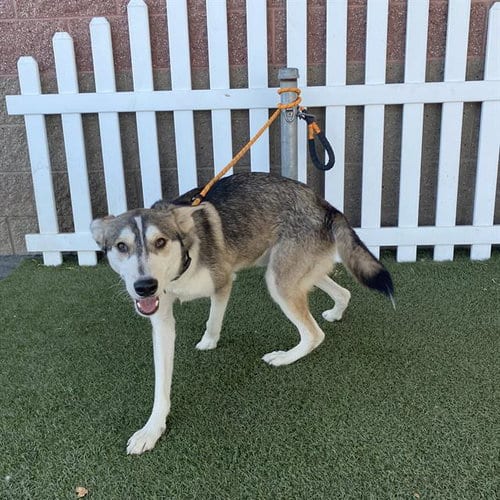 Photo of Seth, adoptable Siberian Husky in Modesto, California