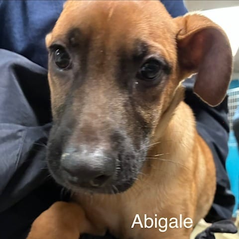 Photo of Abigale, adoptable Mixed Breed (Medium)