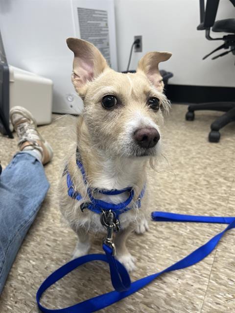 Photo of Chloe, adoptable Cairn Terrier in Boston, Massachusetts