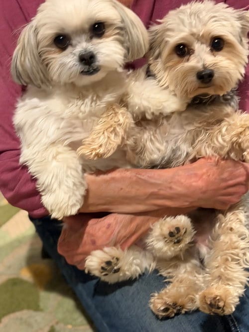 Photo of Krumpus & Mona, adoptable Maltese in Santa Clarita, California