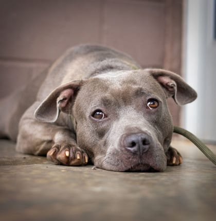 Photo of Grace, adoptable dog in Chamblee, Georgia