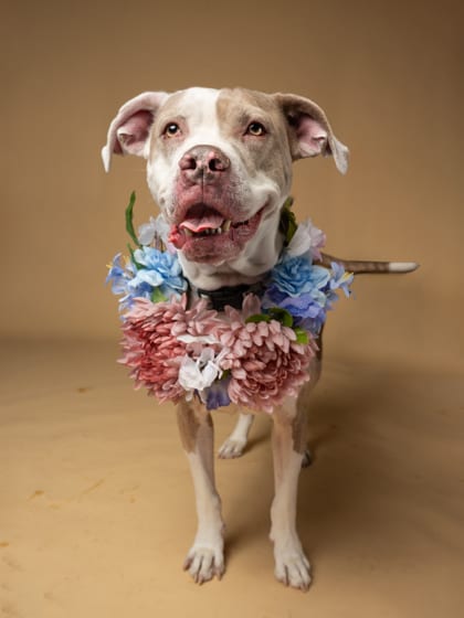 Photo of Lydia, adoptable dog in Atlanta, Georgia