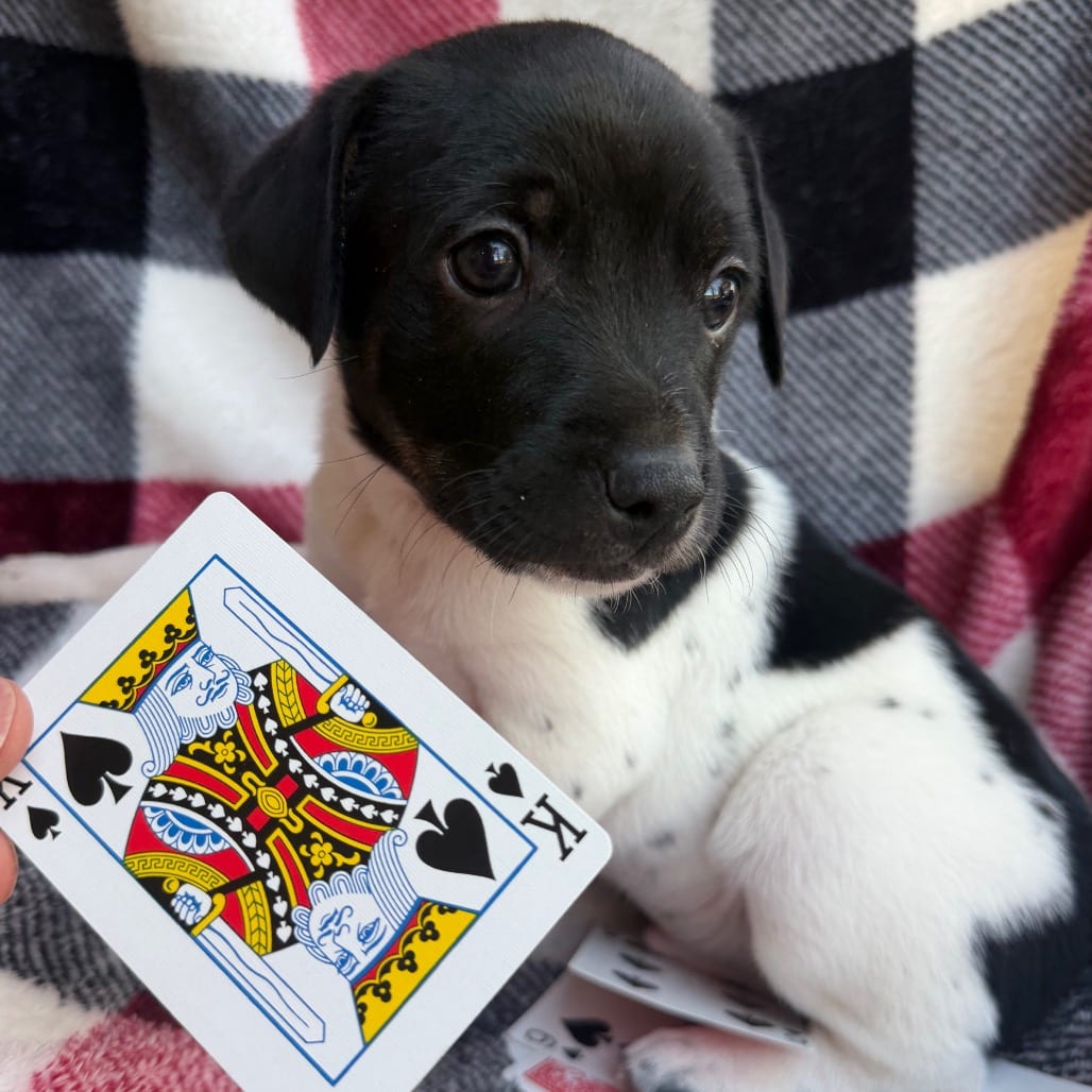 Photo of Spades, adoptable Cattle Dog / Pei, Shar in Kanab, Utah