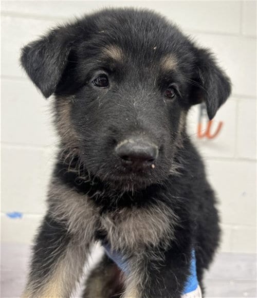 Photo of Jax, adoptable German Shepherd Dog in San Bernardino, California