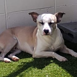 Photo of Groot 5991, adoptable Mixed Breed (Medium) in Loxahatchee, Florida