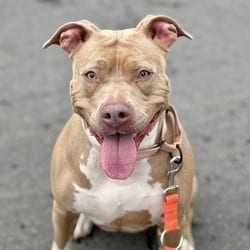 Photo of Nahji, adoptable Terrier (Unknown Type, Medium) in Syracuse, New York