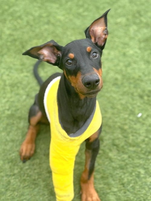 Photo of Metro, adoptable Doberman Pinscher in San Francisco, California
