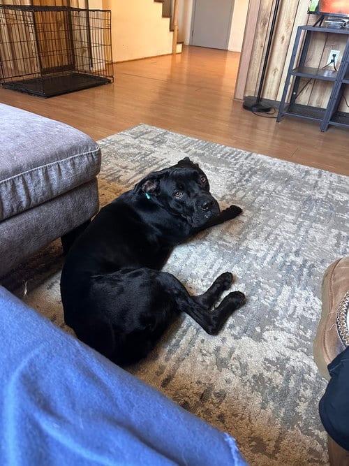 Photo of Panther, adoptable Cane Corso Mastiff in Springdale, Pennsylvania
