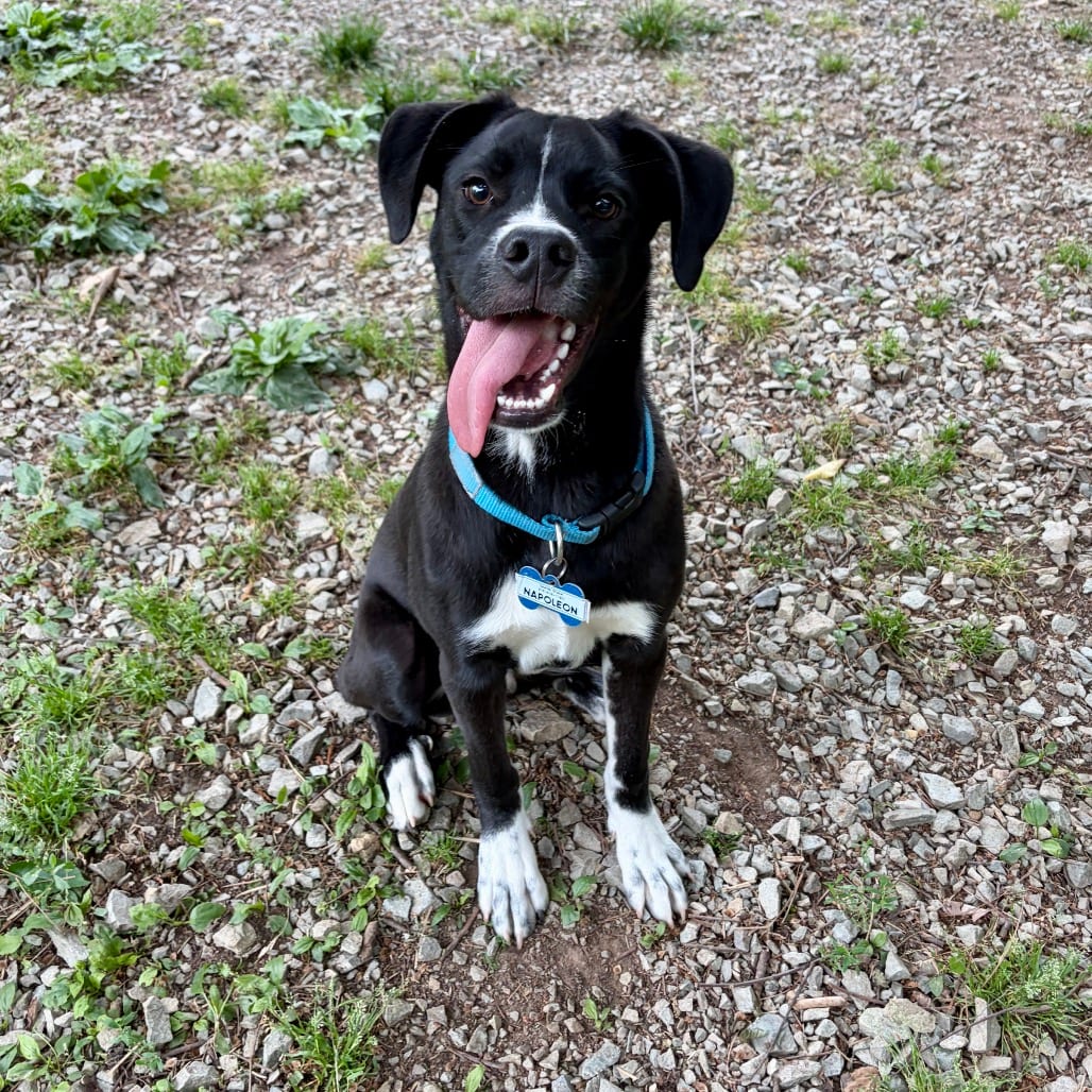 Photo of Napoleon, adoptable Retriever, Black Labrador in Wake Forest, North Carolina