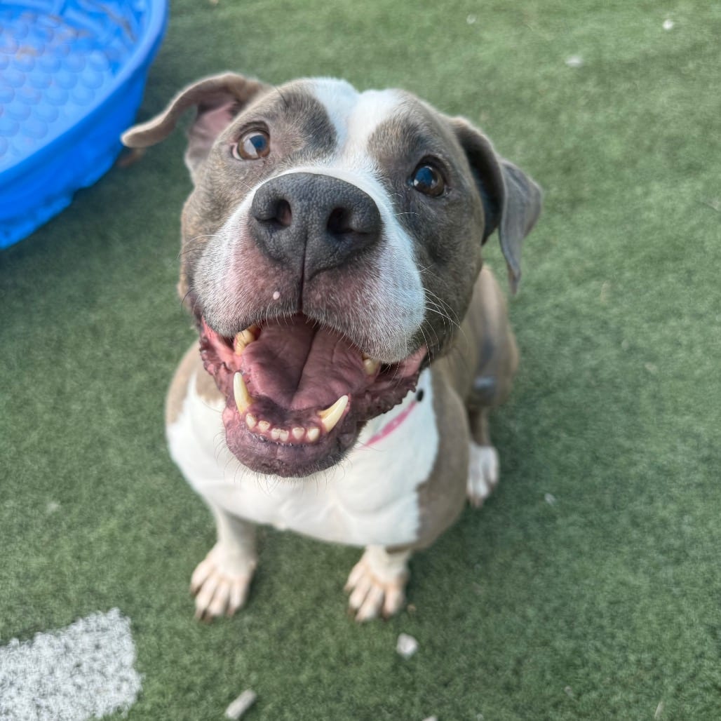 Photo of Betty aka "JOURNEE", adoptable Mixed Breed (Medium)
