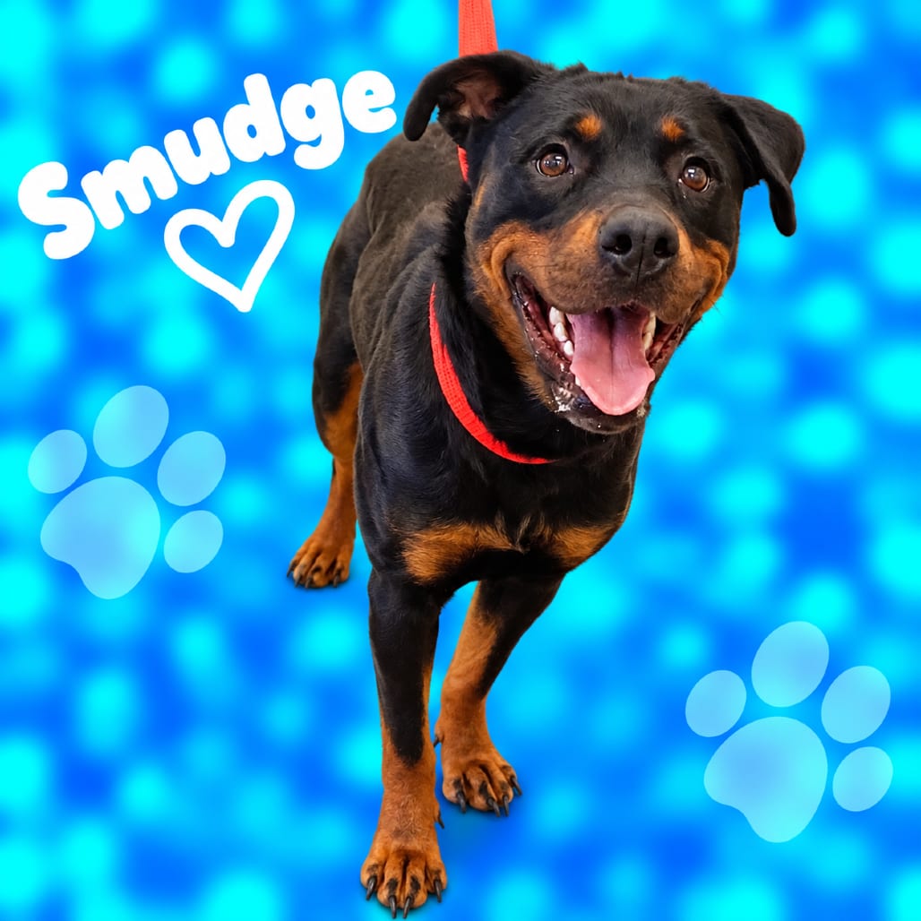 Photo of Smudge, adoptable dog
