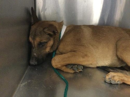 Photo of Ruth, adoptable Belgian Shepherd Malinois in Thousand Palms, California