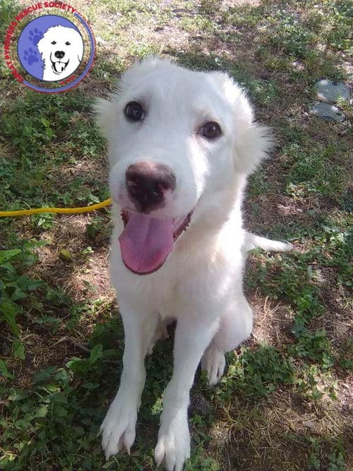 Photo of Jelly Pop, adoptable Great Pyrenees in Spring, Texas