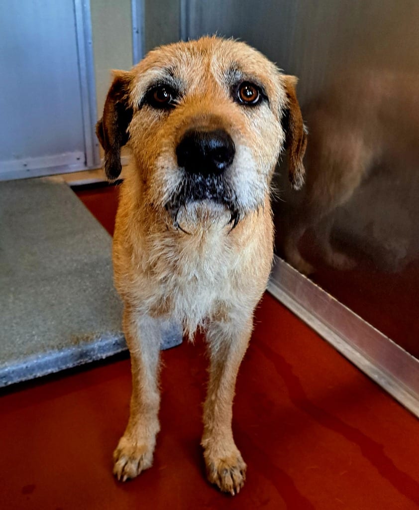Photo of Ricardo, adoptable Mixed Breed in Douglasville, Georgia