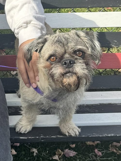 Photo of Archie, adoptable Brussels Griffon in Perth Amboy, New Jersey