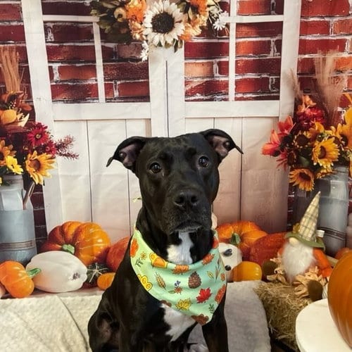 Photo of Hydra, adoptable Pit Bull Terrier in Evansville, Indiana