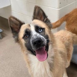 Photo of Beethoven, adoptable Husky in Chatham, Virginia
