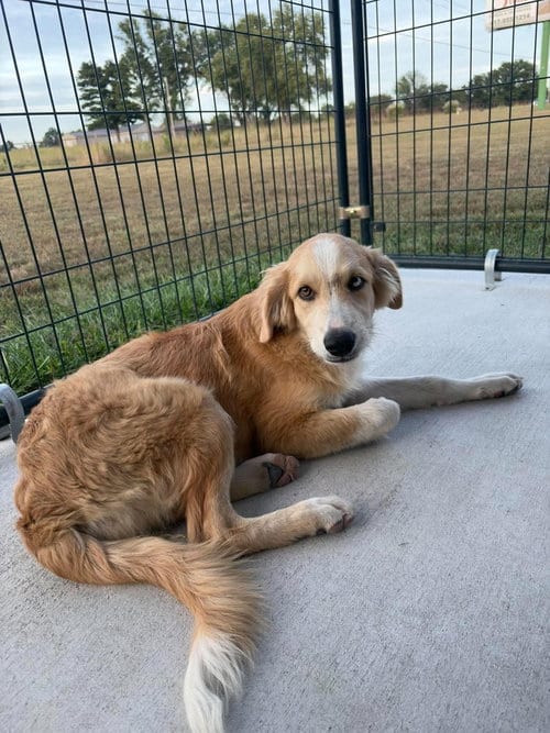 Photo of Lemon Meringue, adoptable Golden Retriever in Bolivar, Missouri