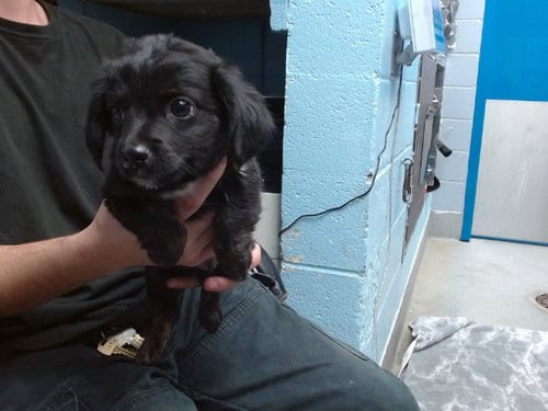 Photo of Jack, adoptable Chihuahua in Albuquerque, New Mexico