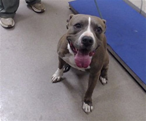 Photo of Bubba, adoptable American Staffordshire Terrier in Denver, Colorado