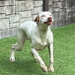 Photo of T.T. 8889, adoptable Pointer in Loxahatchee, Florida