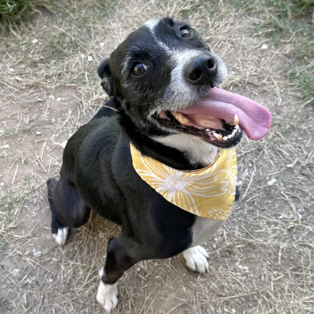 Photo of Goddess, adoptable Terrier in Beaumont, Texas