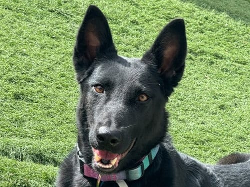 Photo of Mali, adoptable Belgian Shepherd Malinois in Cookeville, Tennessee