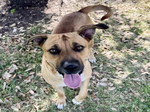 Photo of Fifi, adoptable Staffordshire Bull Terrier in Houston, Texas