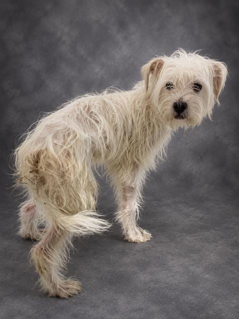 Photo of A1283718, adoptable Maltese in Winter Haven, Florida