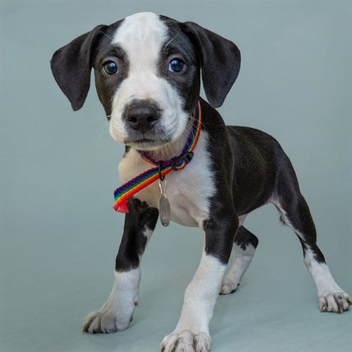 Photo of Marker, adoptable Plott Hound in Maryland, Missouri