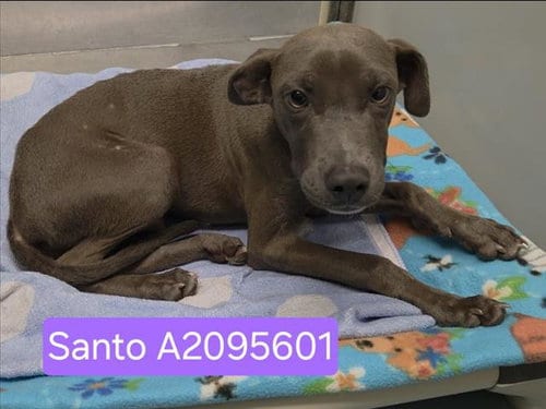 Photo of Santo, adoptable Staffordshire Bull Terrier in Houston, Texas