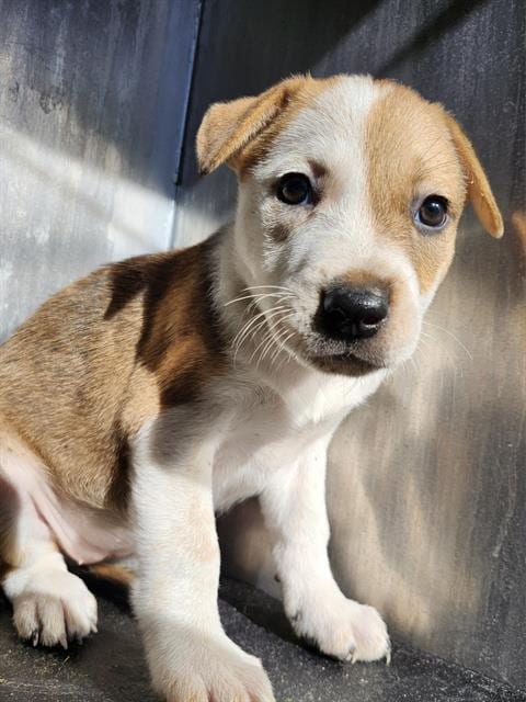 Photo of Henriette, adoptable Labrador Retriever in San Antonio, Texas
