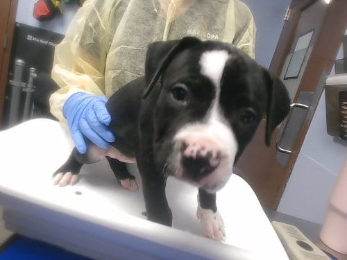 Photo of Danni, adoptable American Pit Bull Terrier in Phoenix, Arizona