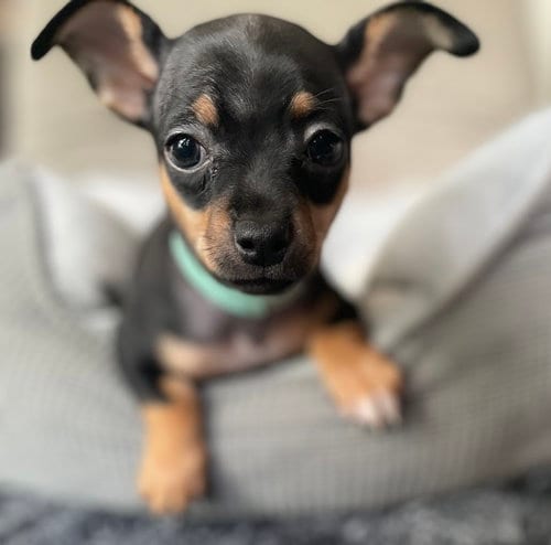 Photo of Sydney, adoptable Chihuahua in Shermans Dale, Pennsylvania