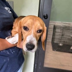 Photo of Harvey, adoptable Beagle in Loxahatchee, Florida