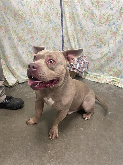 Photo of Martello, adoptable Pit Bull Terrier in Rosenberg, Texas