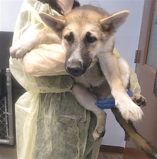 Photo of Magic, adoptable German Shepherd Dog in Phoenix, Arizona