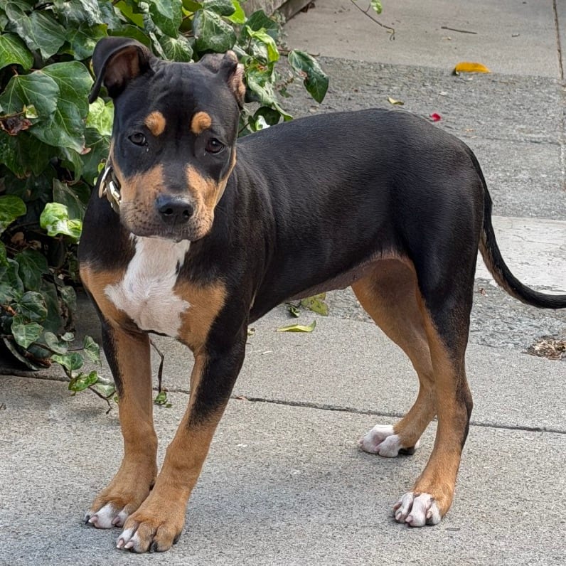 Photo of Athena, adoptable Mixed Breed (Large) in San Francisco, California