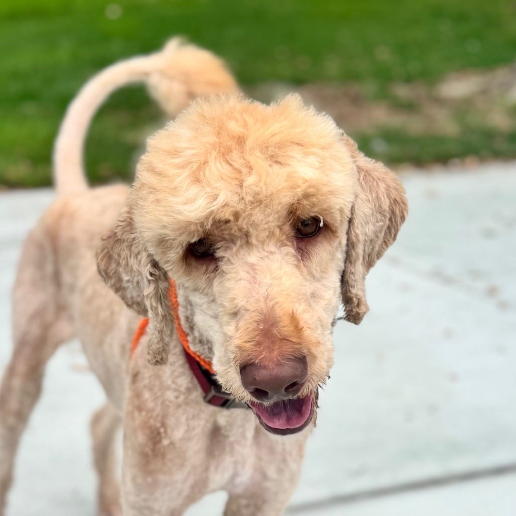 Photo of Cabel -City of Industry Location, adoptable Poodle, Standard / Retriever, Golden