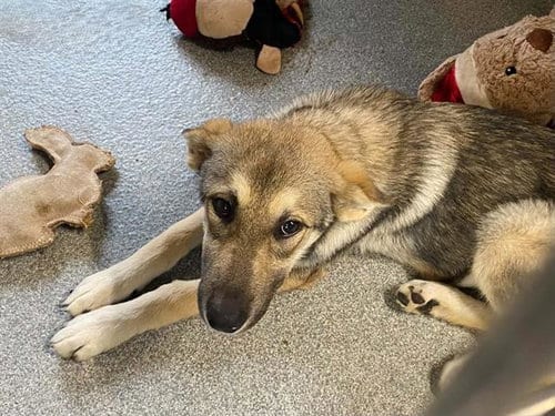 Photo of Riley, adoptable German Shepherd Dog in Orange, California