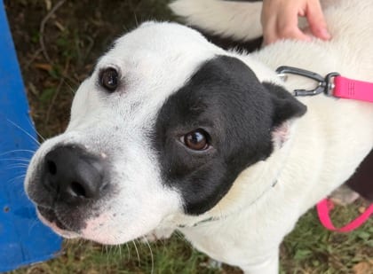Photo of Luka, adoptable dog