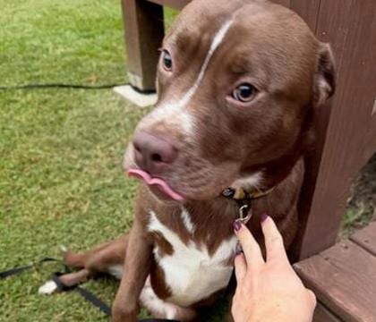 Photo of Flourish, adoptable dog in Chamblee, Georgia
